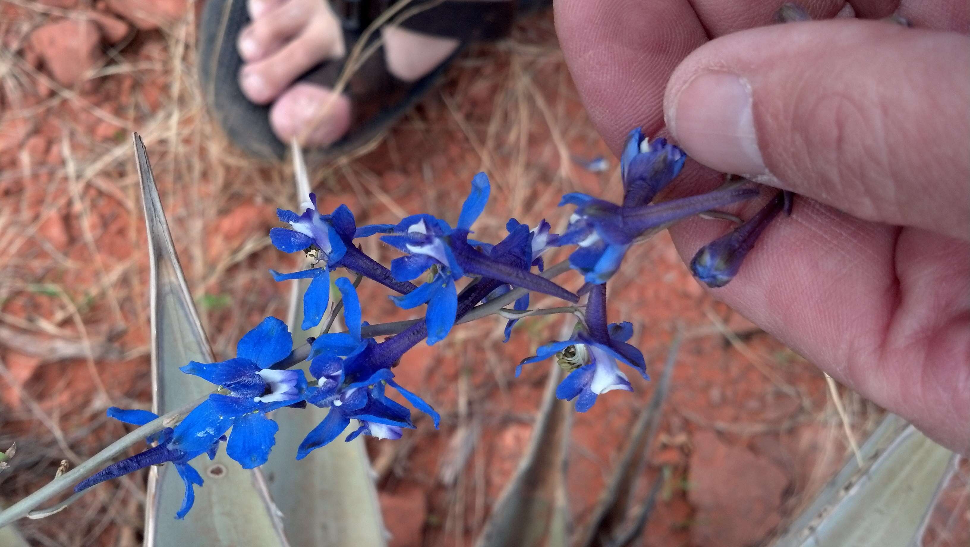 Image of Barestem Larkspur