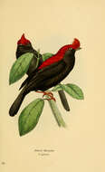 Image of Antilophia Reichenbach 1850
