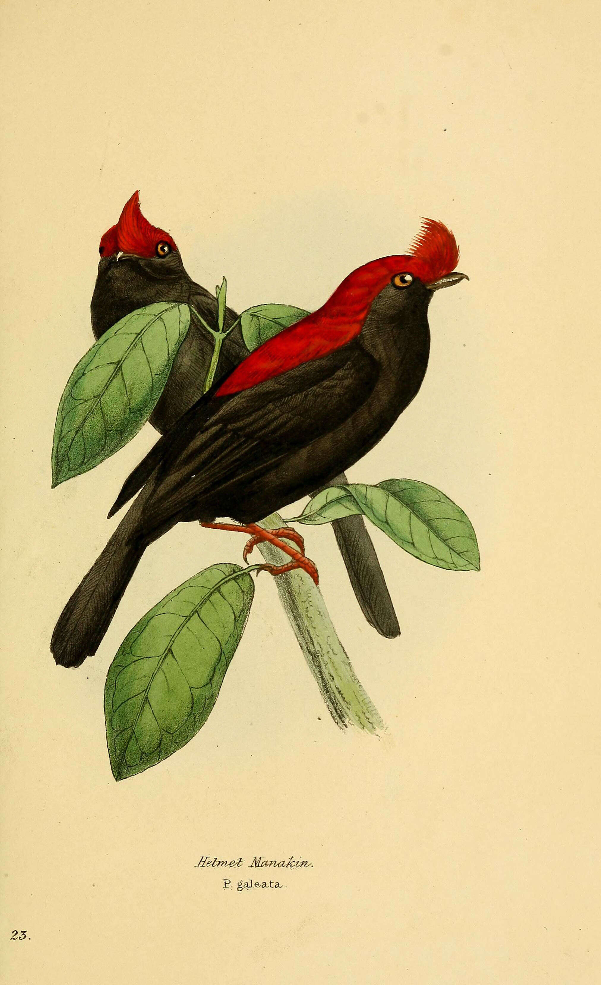 Image of Antilophia Reichenbach 1850