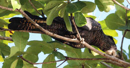 Image of Calyptorhynchus Desmarest 1826