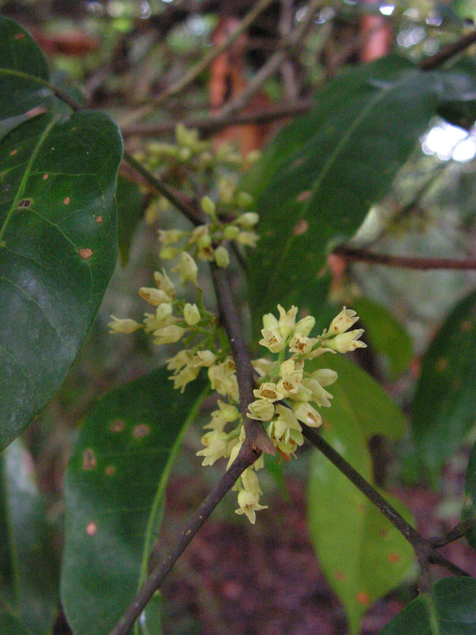 Image of Protium heptaphyllum (Aubl.) March.