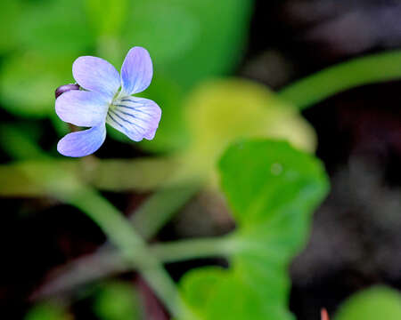 Image of common blue violet