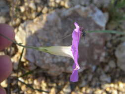 Imagem de Ipomoea ternifolia Cav.