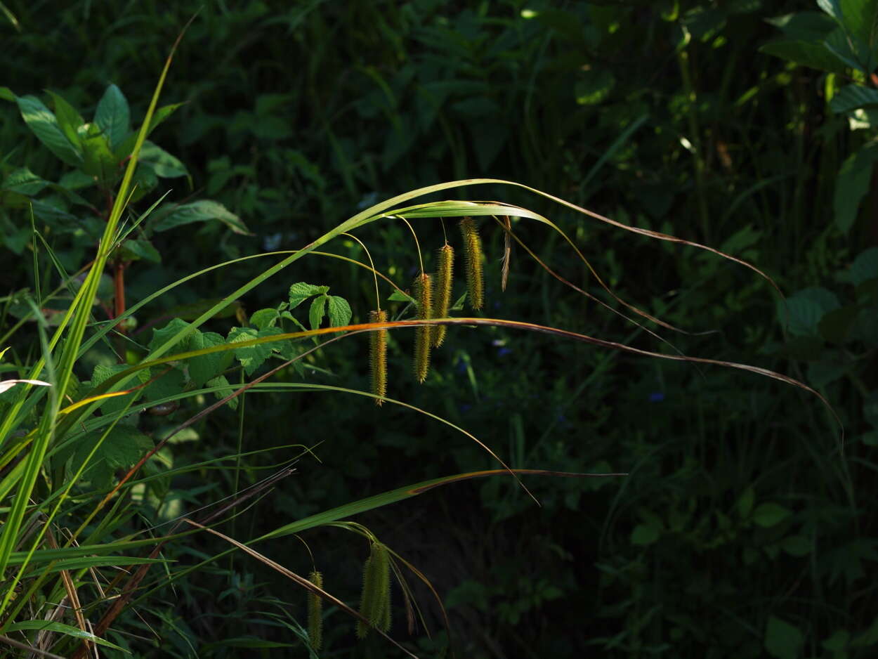 Image of Cyperus Sedge