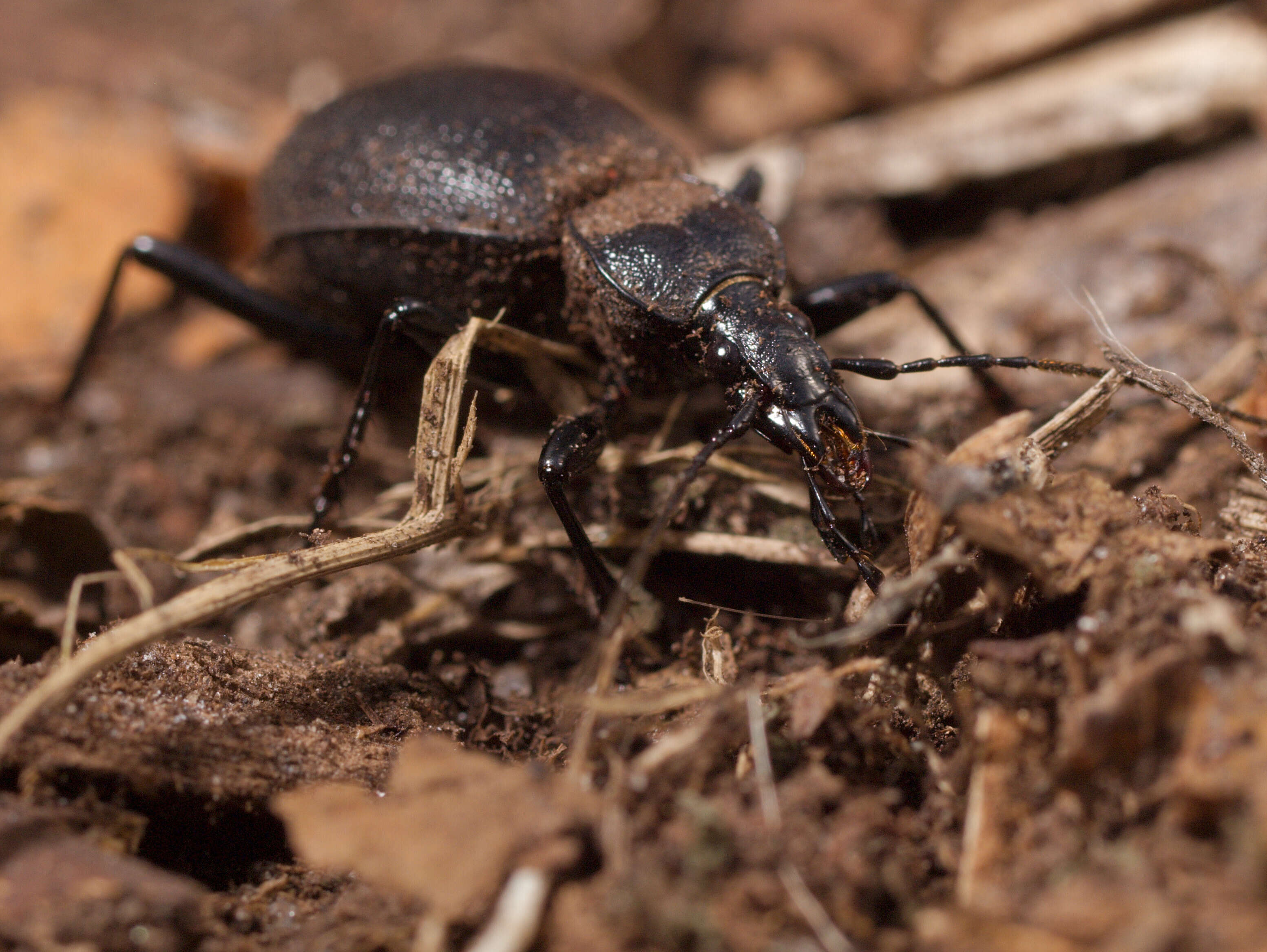 Image of Rare Snail-eating Beetles