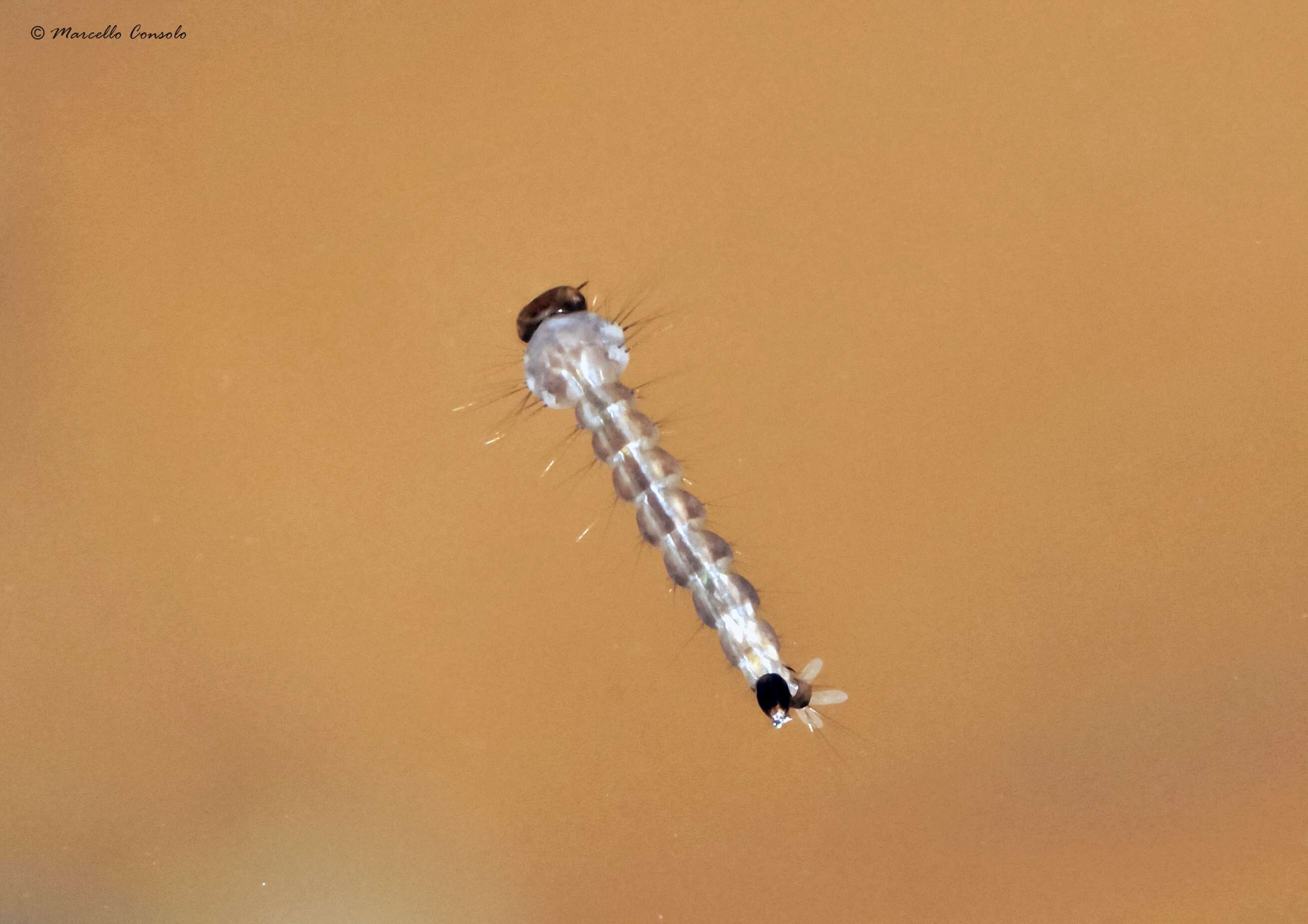 Image of Asian Tiger Mosquito