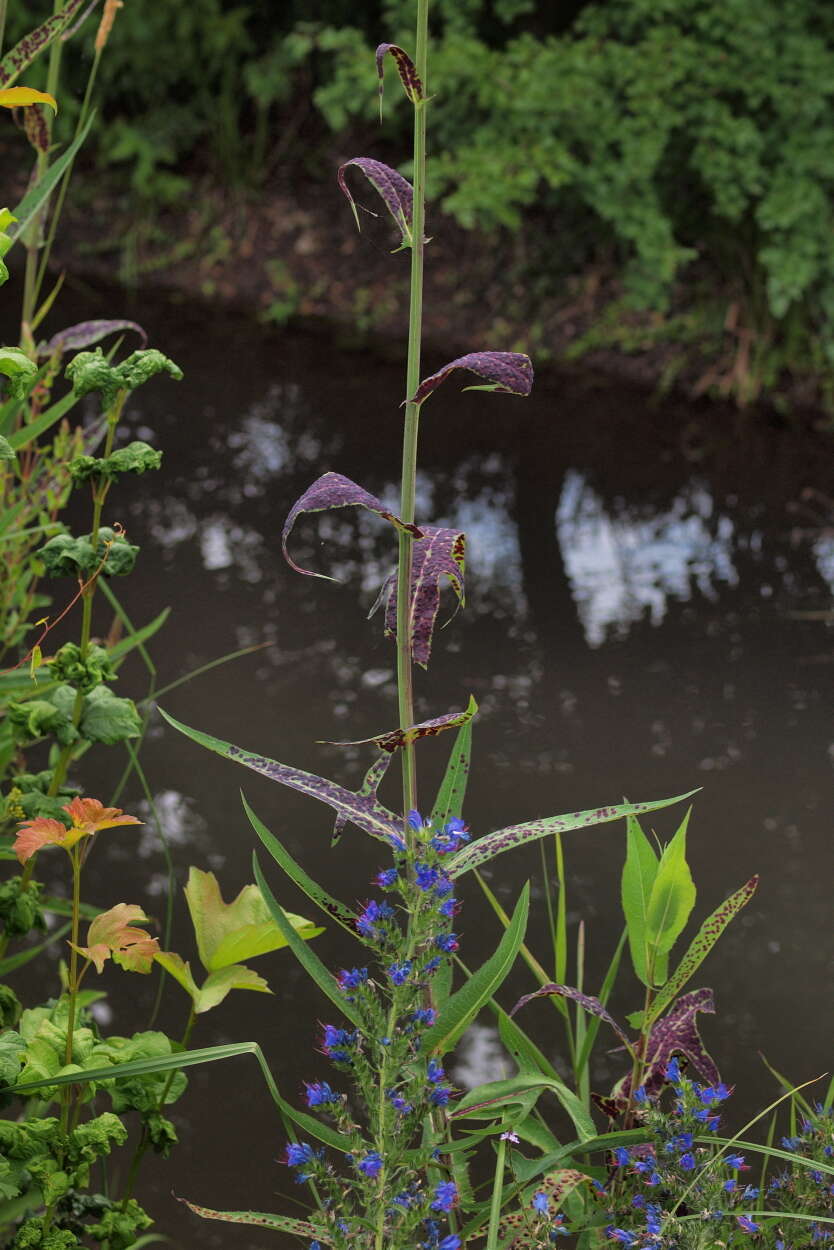 Image de Sonchus