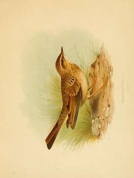 Image of Richard's Pipit