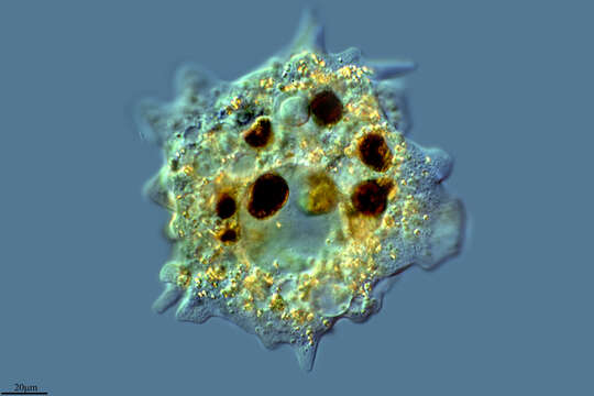 Image of Polychaos nitidubium (Bovee 1970)