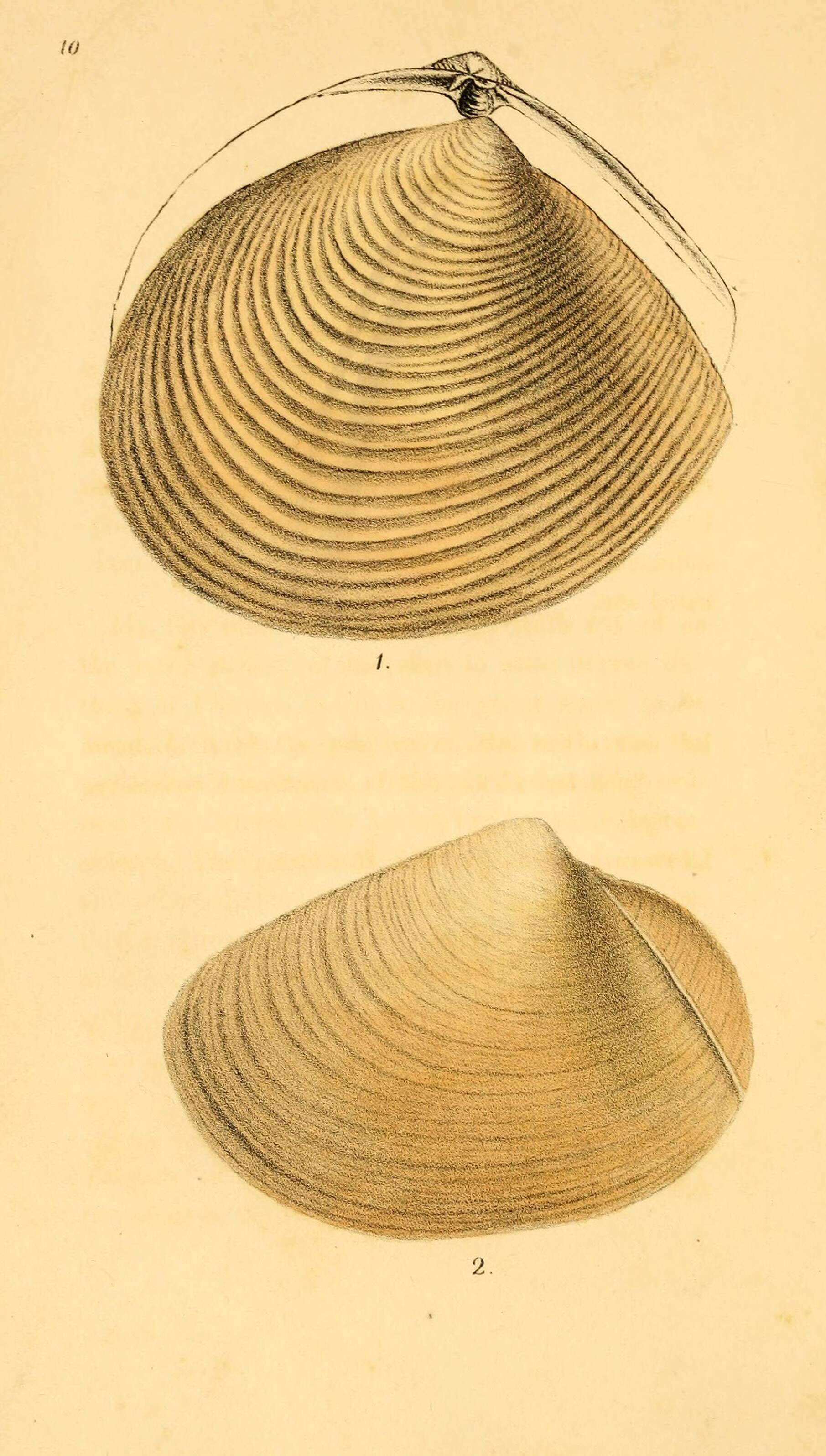 Image de Mactroidea Lamarck 1809