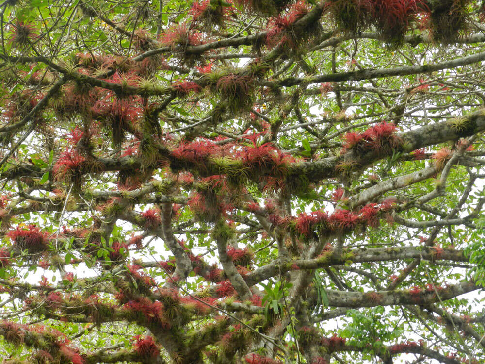 Imagem de Tillandsia brachycaulos Schltdl.