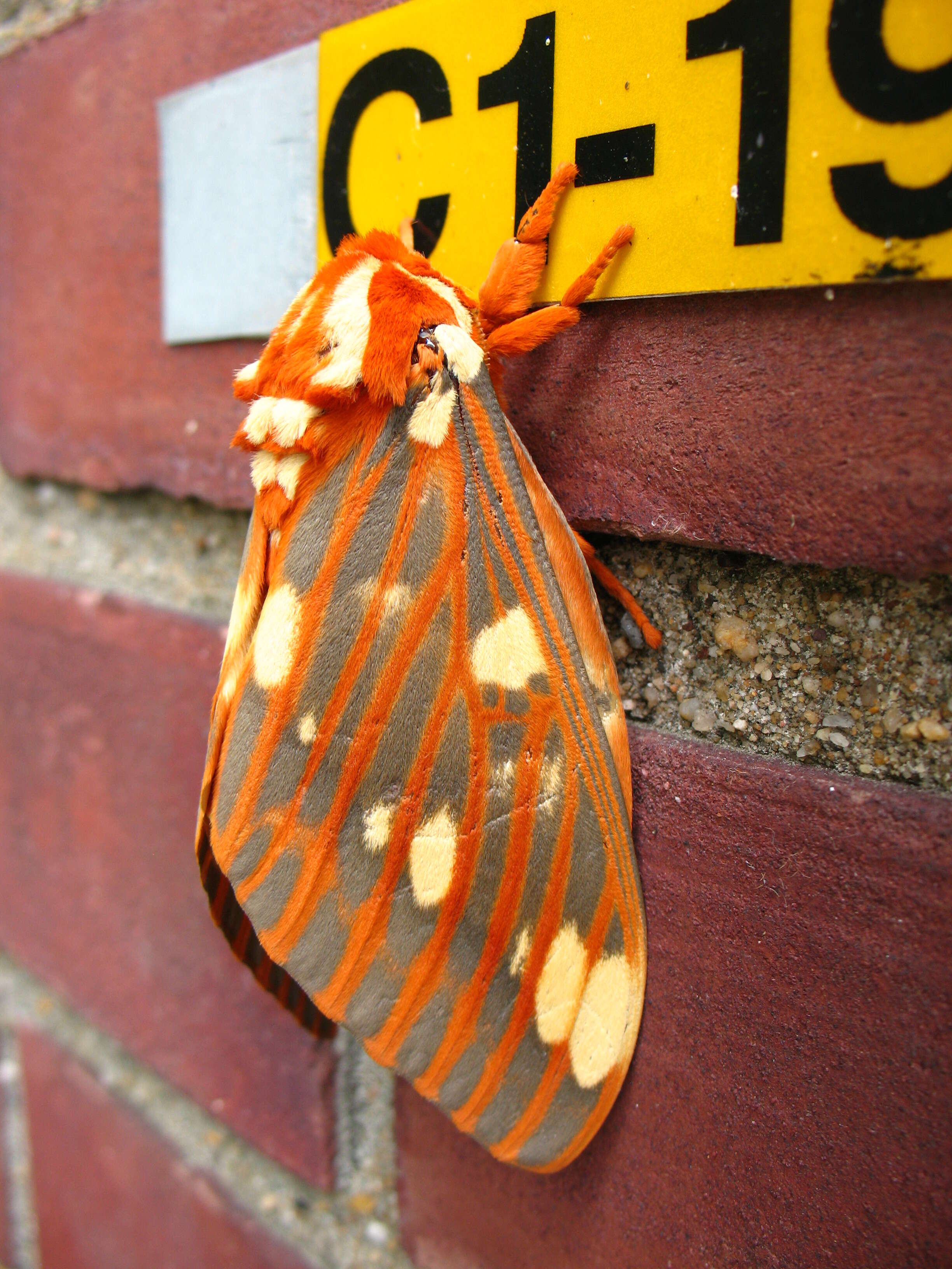 Image of Regal Moth