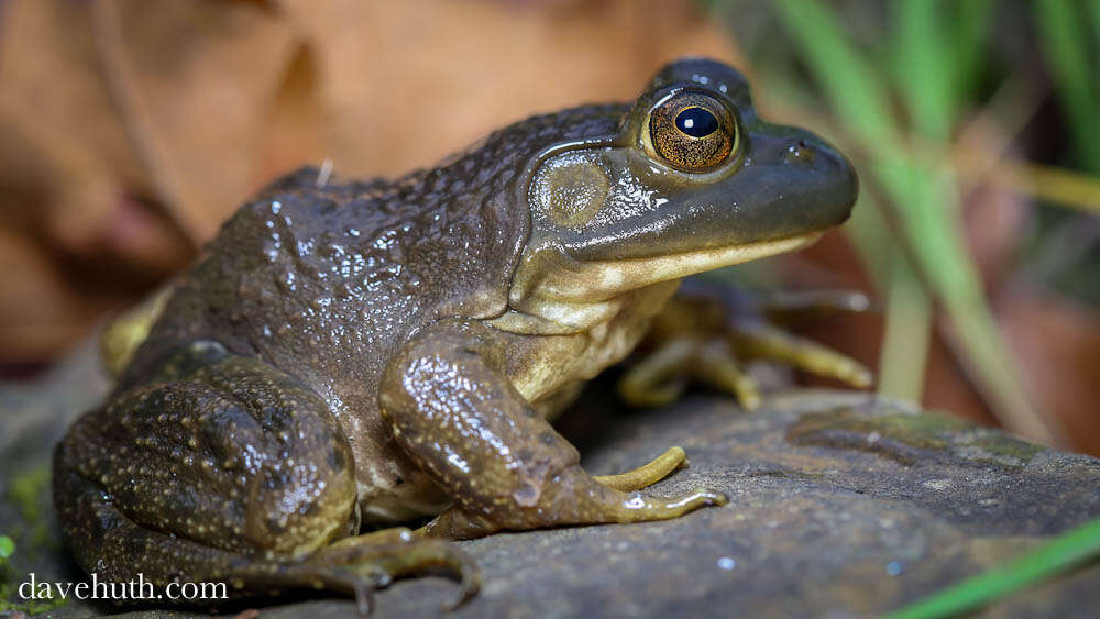 Image of Lithobates Fitzinger 1843