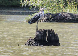 Image of Pacific Heron