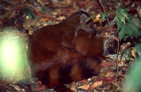Image of Malagasy Ring-tailed Mongoose