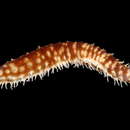 Image of Tiger-Tail Sea Cucumber