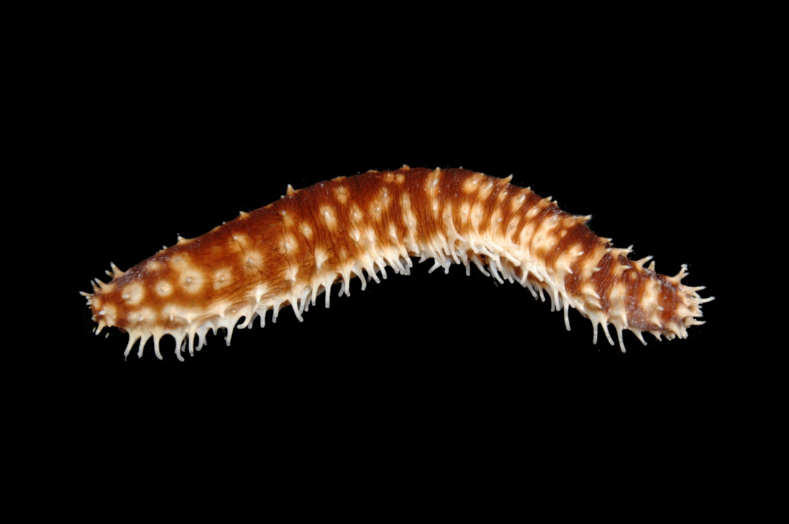 Image of Sand sifting sea cucumber