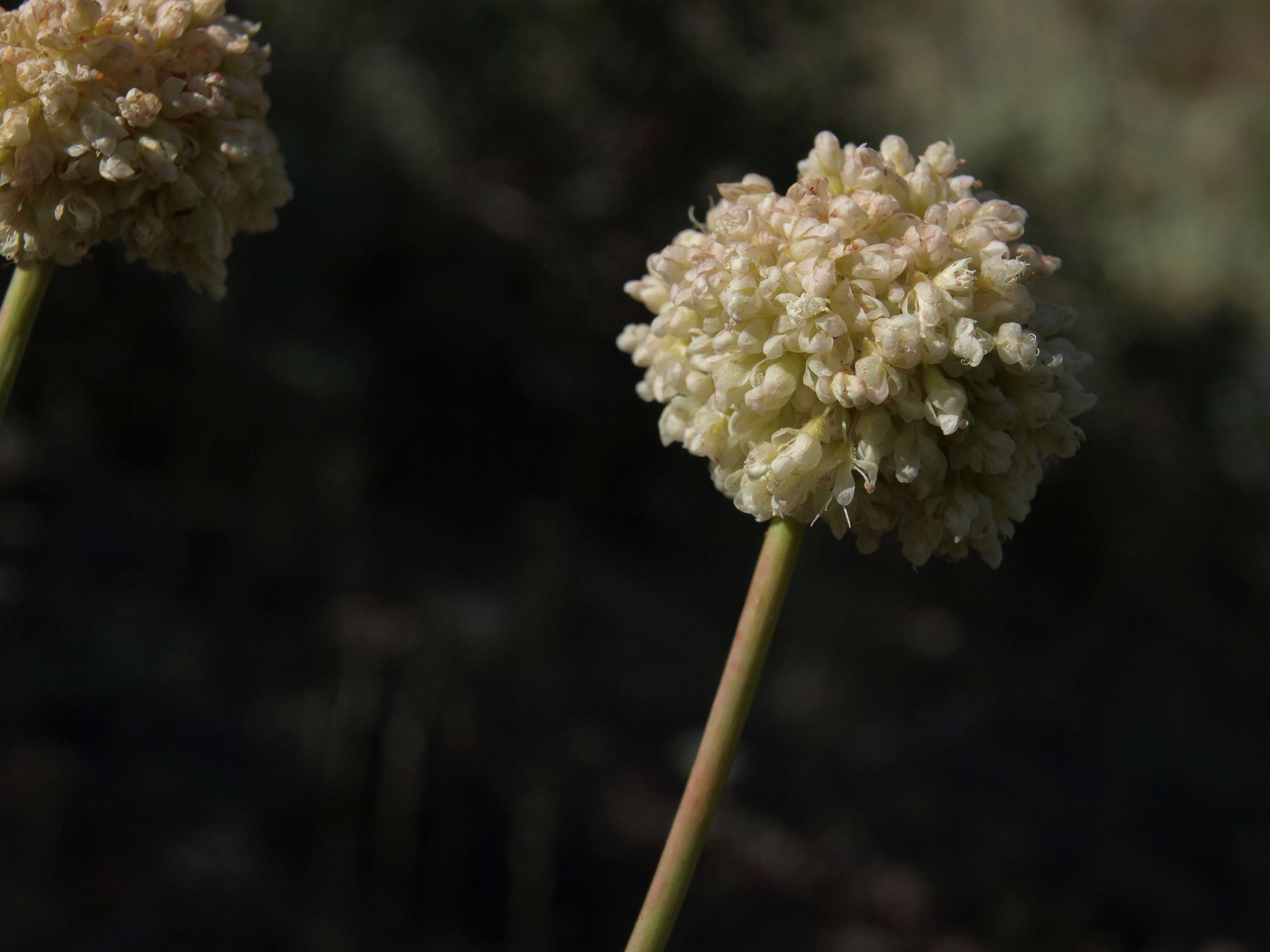 Imagem de Eriogonum latens Jeps.