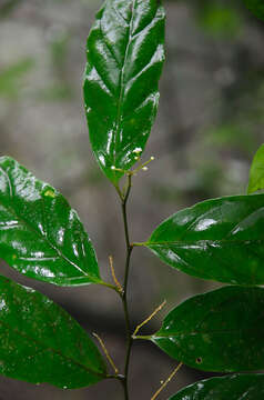 Image of Maesa acuminatissima Merr.