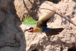 Image of White-fronted Bee-eater