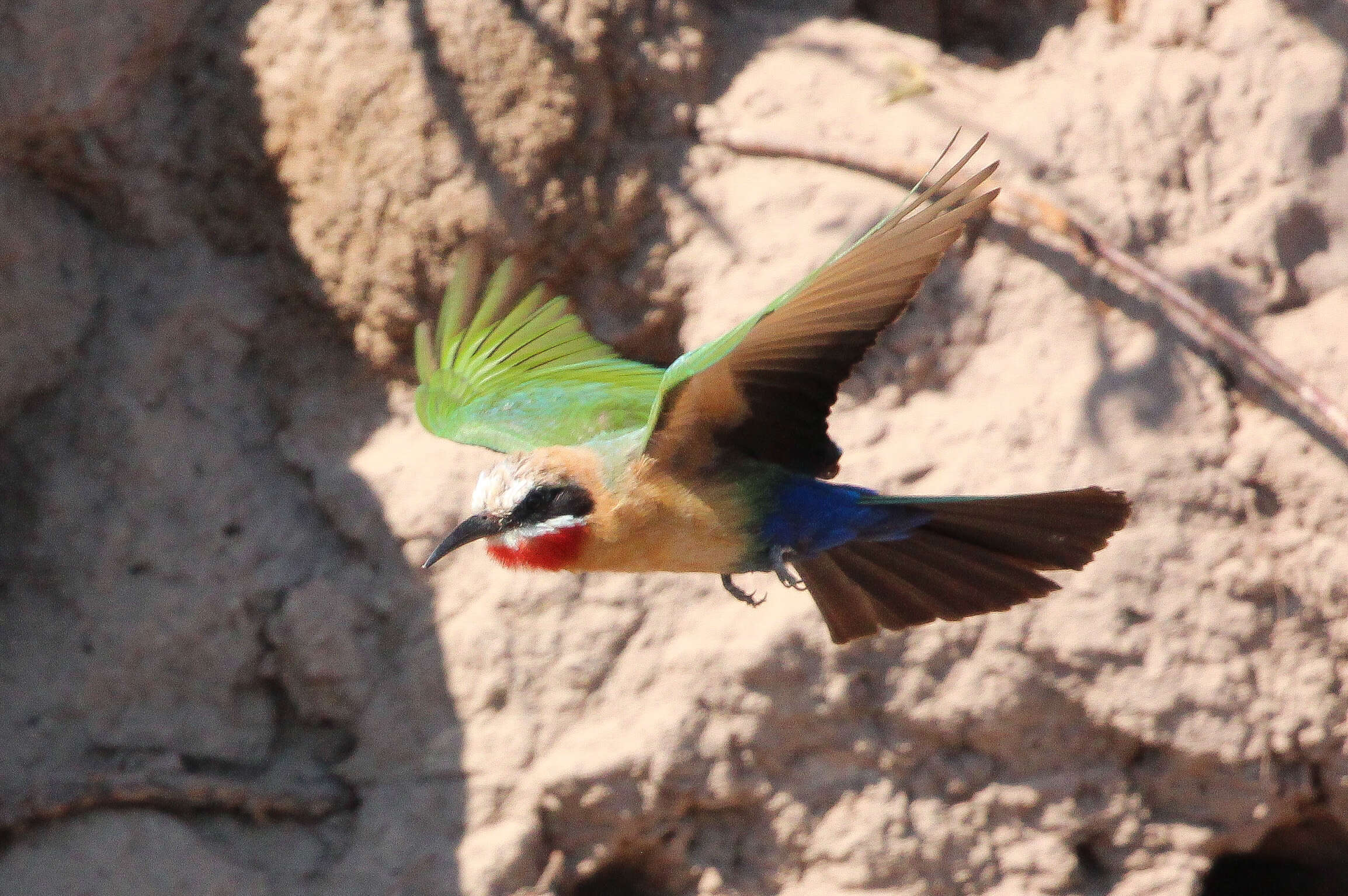 Image of White-fronted Bee-eater