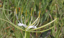 Image of alligatorlily