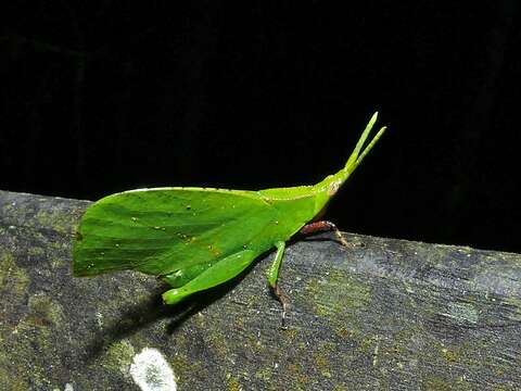 Слика од Trigonopterygidae