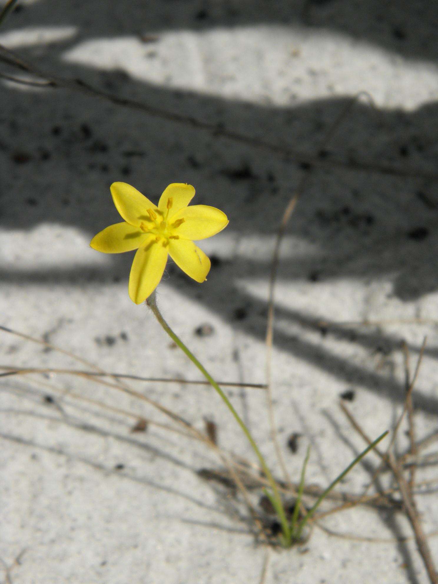 Image of fringed yellow star-grass
