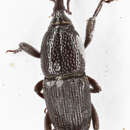 Image of Wheat weevil