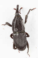 Sitophilus granarius (Linnaeus & C. 1758) resmi