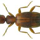 Image of Anthicus guttifer