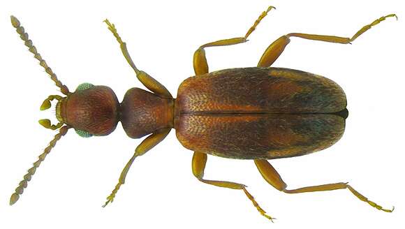 Image of Anthicus guttifer