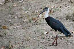 Image of Asian Woolly-necked Stork