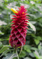 Image of Red Tower Ginger