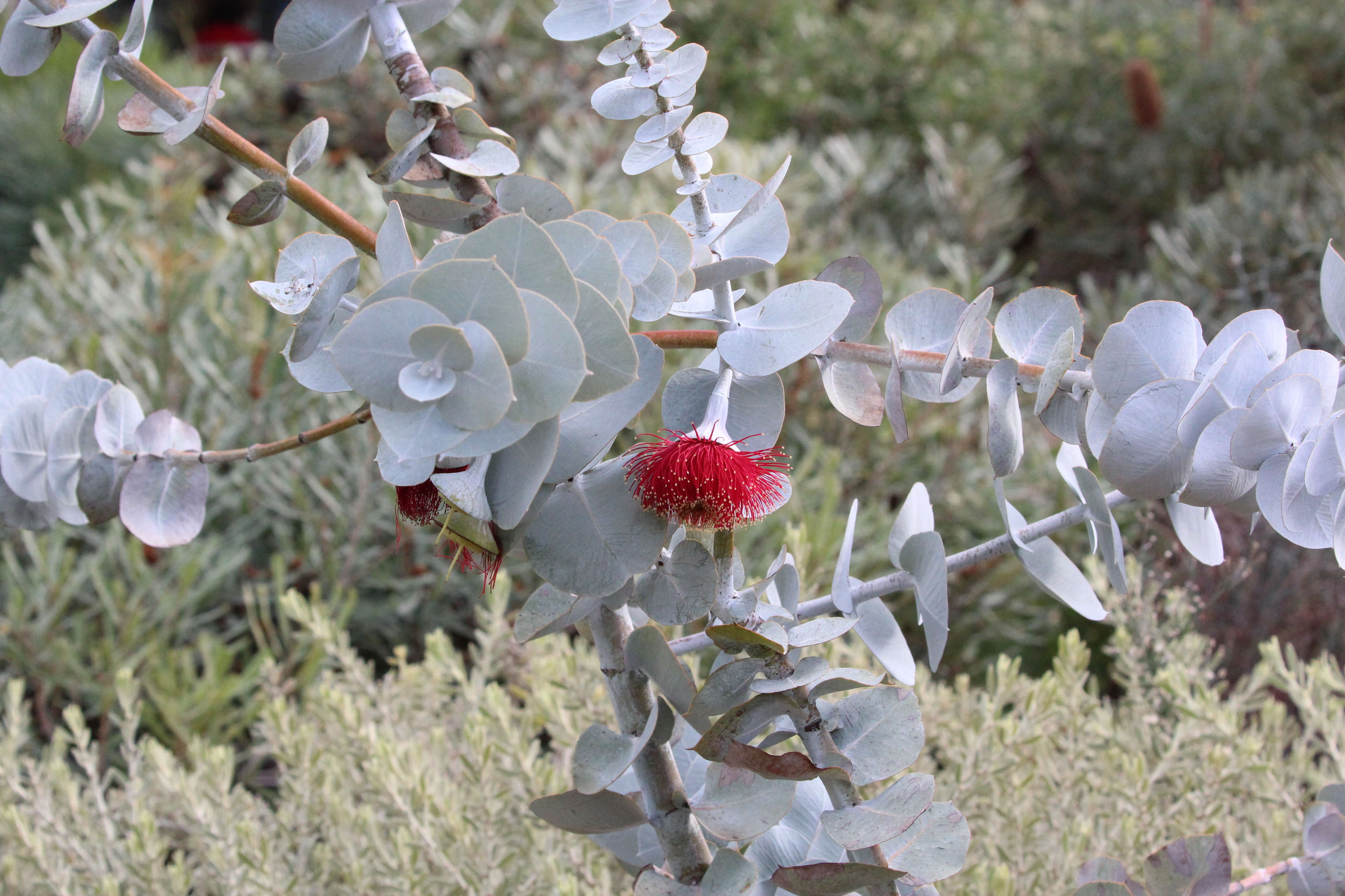 Image of Eucalyptus rhodantha Blakely & Steedm.