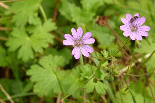 Imagem de Geranium molle L.