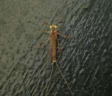 Image of mayflies