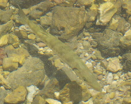 Image of barracudas