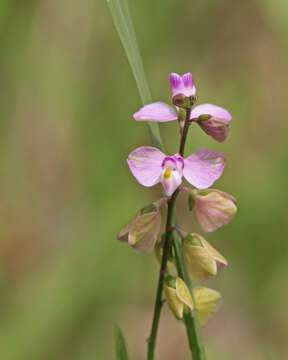 Image of Asemeia violacea (Aubl.) J. F. B. Pastore & J. R. Abbott