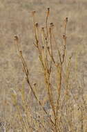 Image of goatsbeard