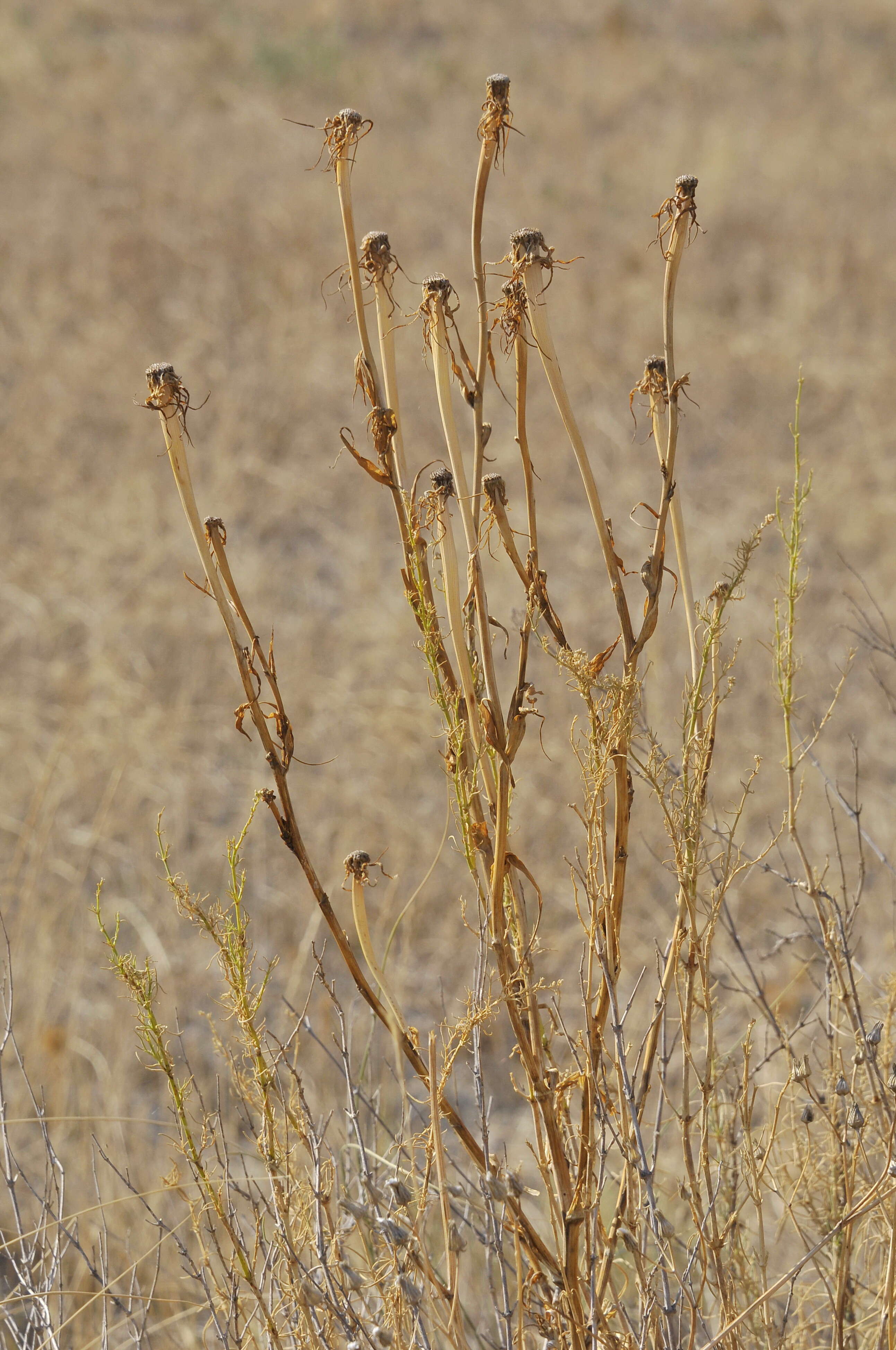 Image of goatsbeard