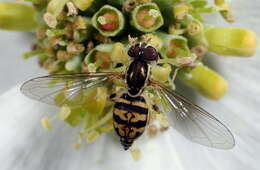 Image of Flower Flies