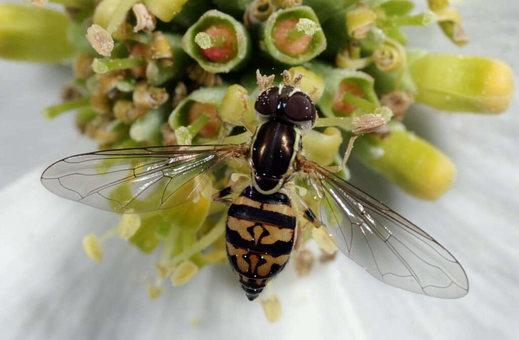 Image of Flower Flies