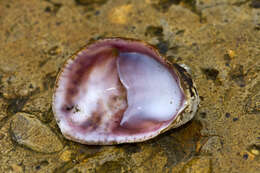 Image of slipper limpets