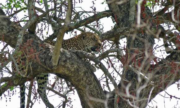 Image of Leopard