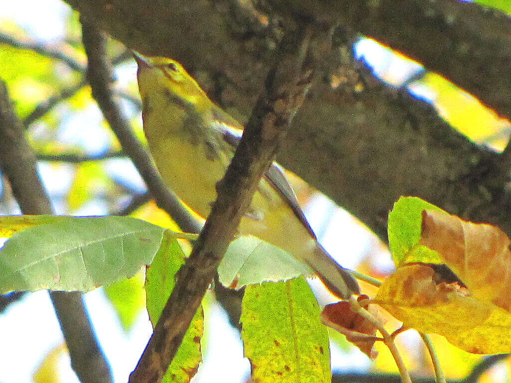 Sivun keltarintavireo kuva