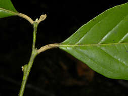 Image of Styrax glabratus Schott