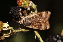 Image of Large Yellow Underwing