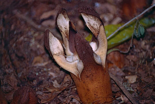 Image of Hydnora esculenta Jumelle & Perrier