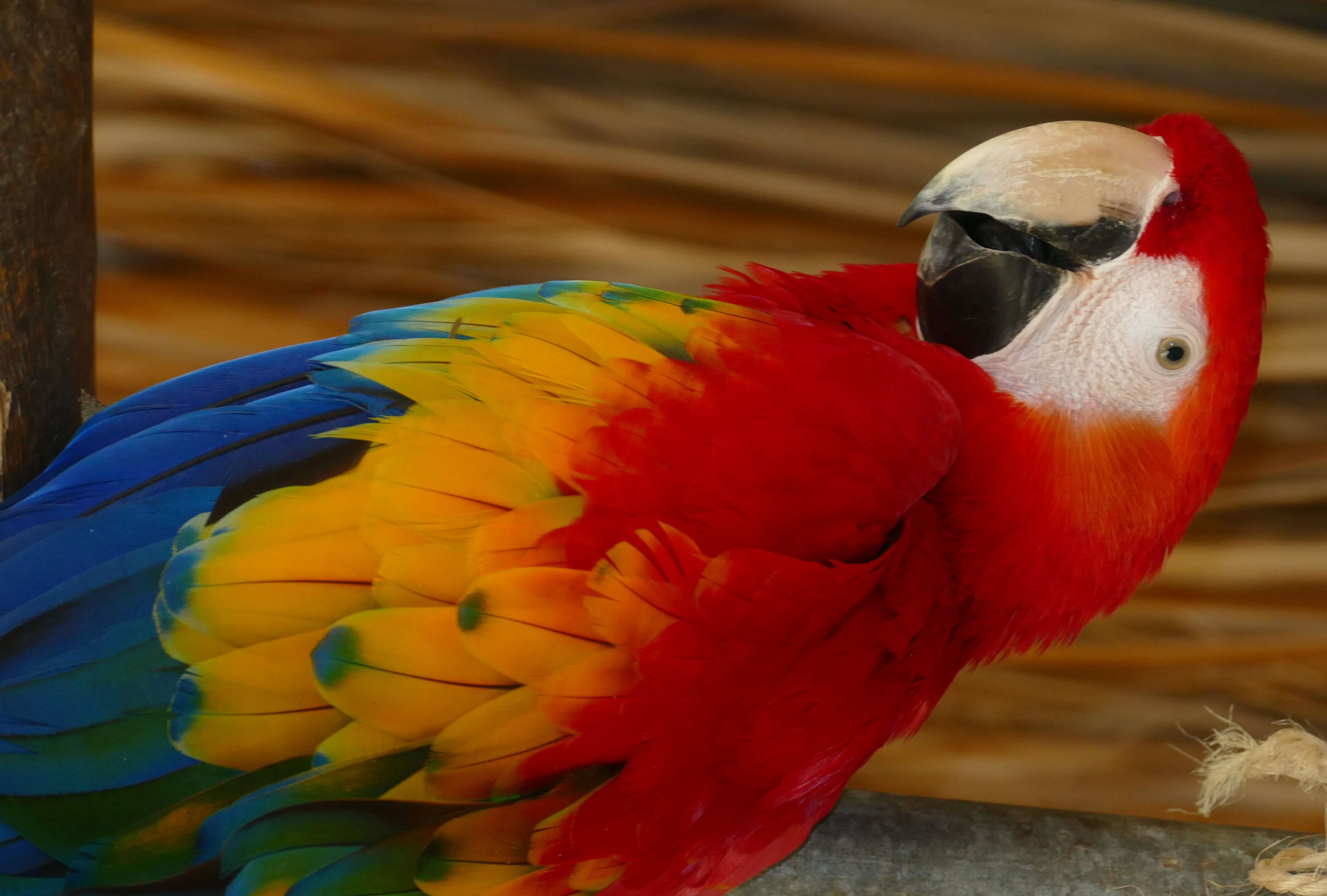 Image of Scarlet Macaw